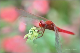 <p>VÁŽKA ČERVENÁ (Crocothemis erythraea) Praha - Stromovka ---- /Scarlet dragonfly - Feuerlibelle/</p>